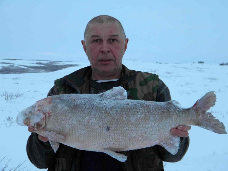 Сиг муксун