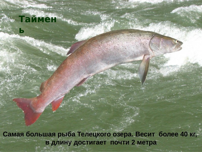 Муксун и щекур