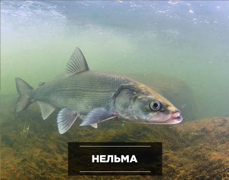 Нельма Таймень