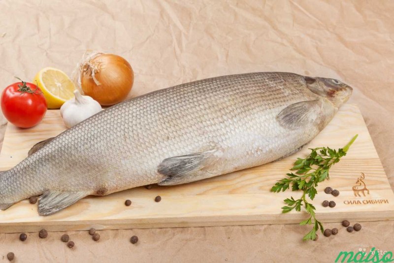 Белорыбица - Stenodus leucichthys (