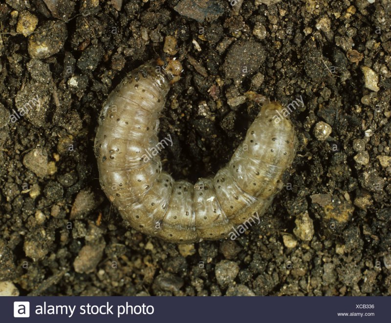 Озимая совка (Agrotis segetum),