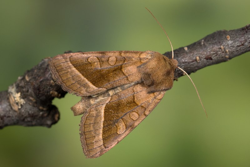 Agrotis segetum гусеница