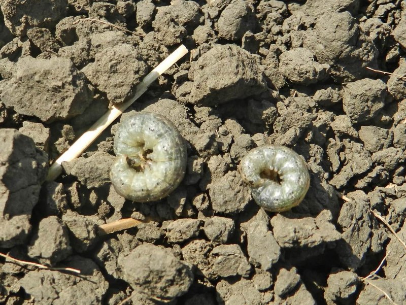 Озимая совка (Agrotis segetum),