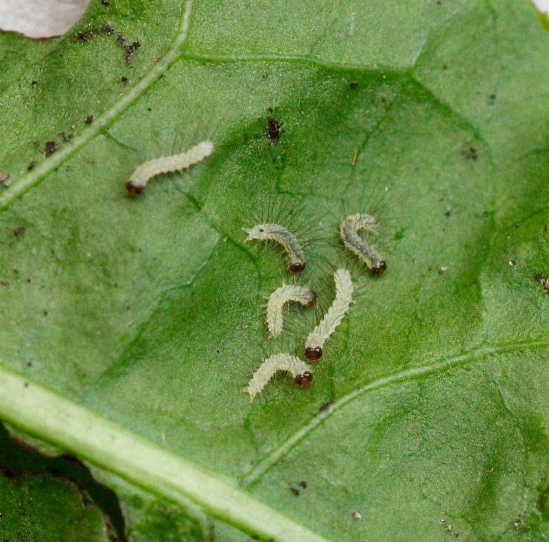 Amphipyra pyramidea гусеница