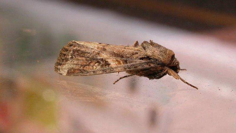 Озимая совка (Agrotis segetum),