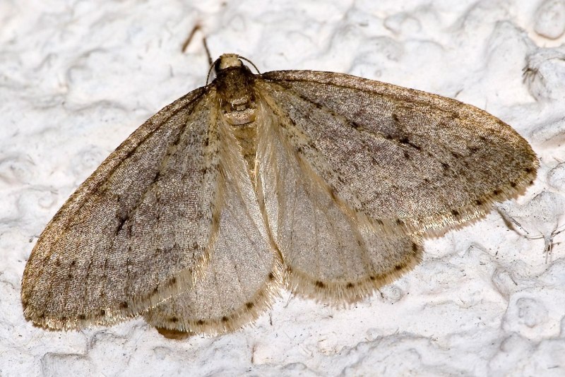 Совка восклицательная (Agrotis exclamationis l.) личинка