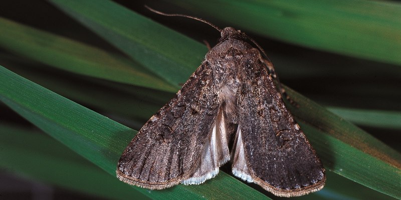 Spodoptera frugiperda