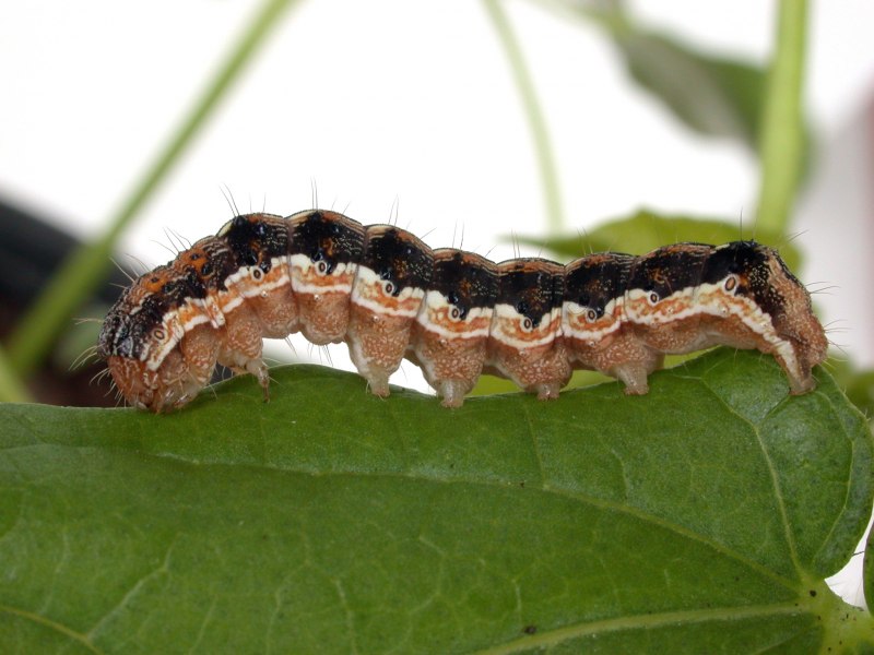 Восклицательная совка (Agrotis exclamationis l)