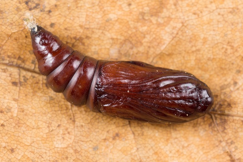 Кукурузная Лиственная совка (Spodoptera frugiperda)