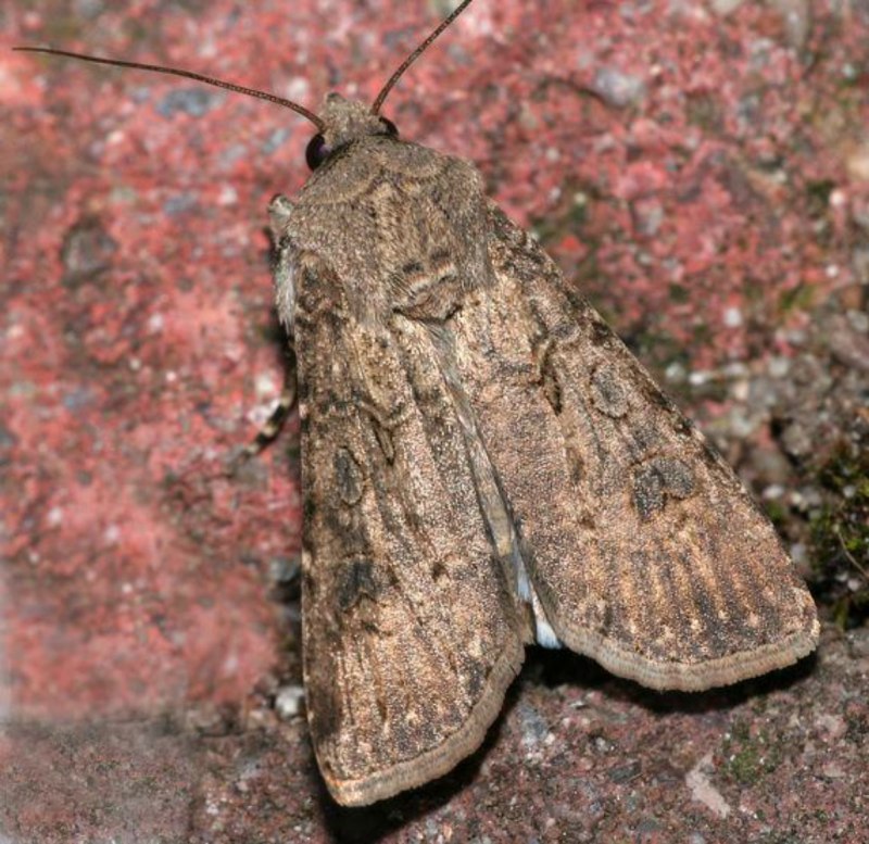 Diabrotica virgifera virgifera