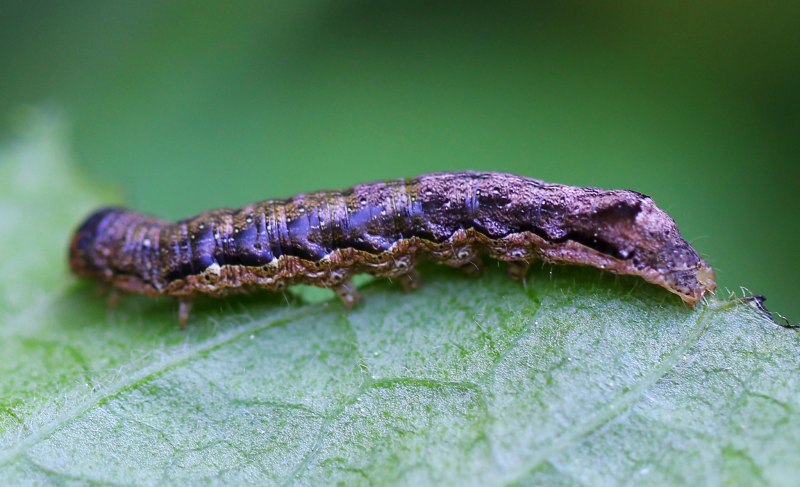 Spodoptera frugiperda (Smit) личинка