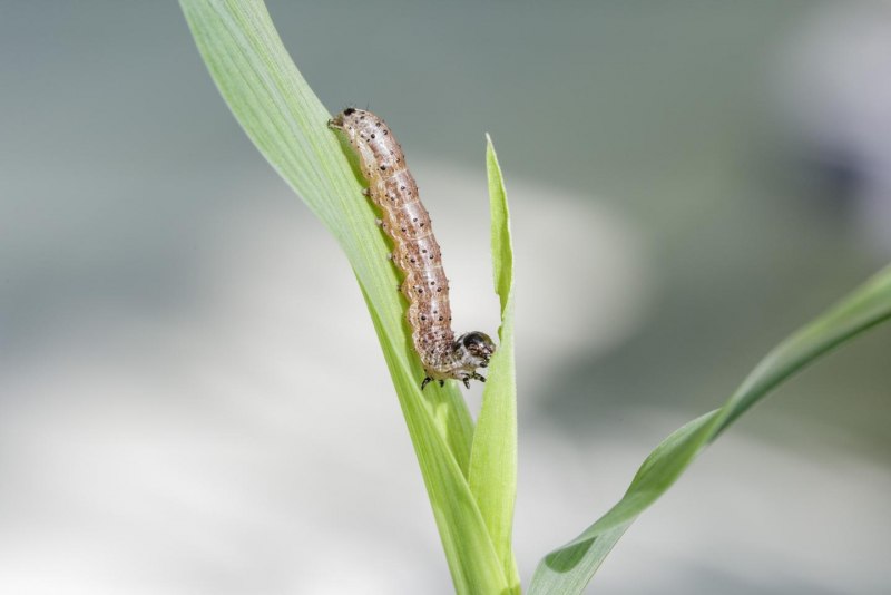 Озимая совка (Agrotis segetum),