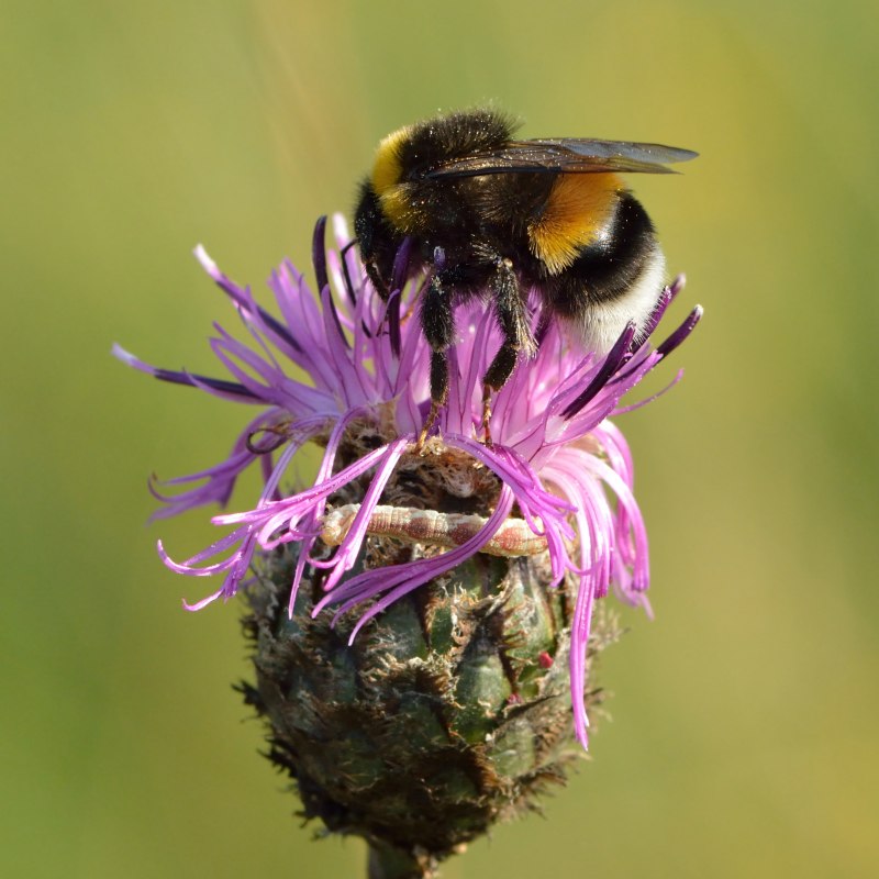 Bombus lucorum - Норовой Шмель