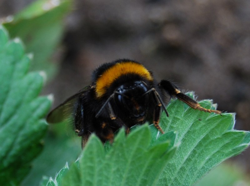 Bombus lucorum