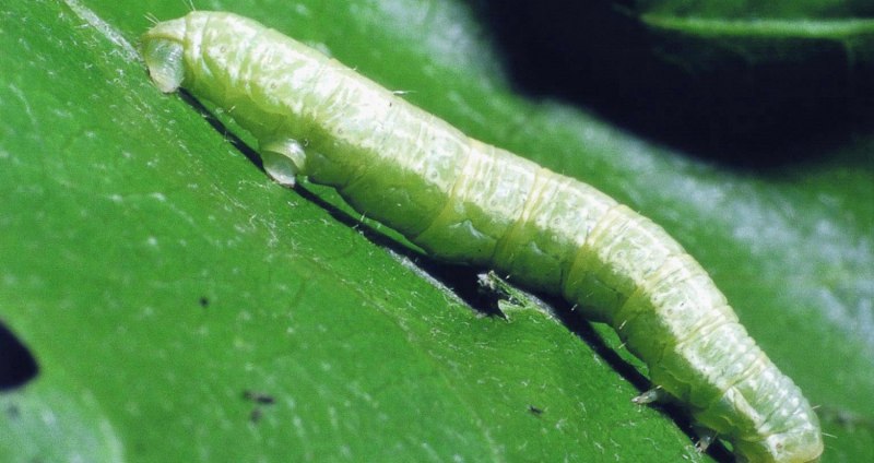 Agrotis segetum гусеница