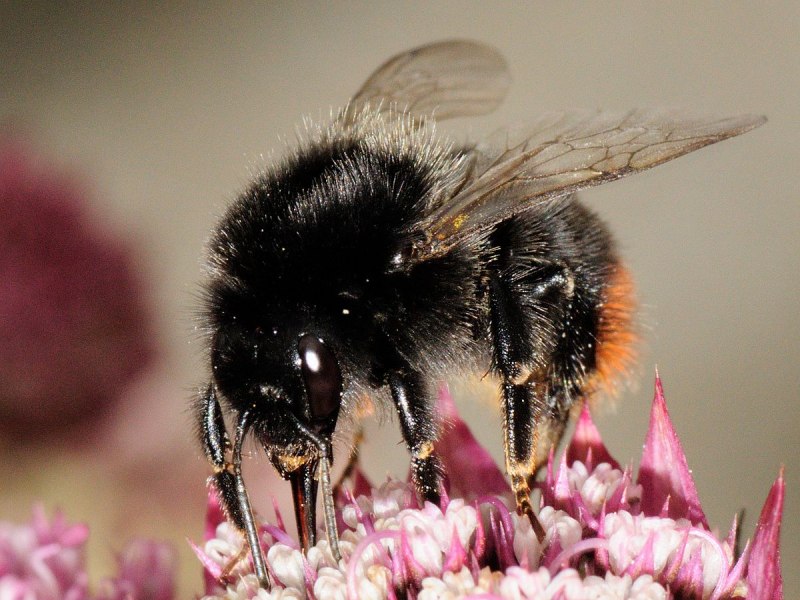 Шмель Bombus hyperboreus