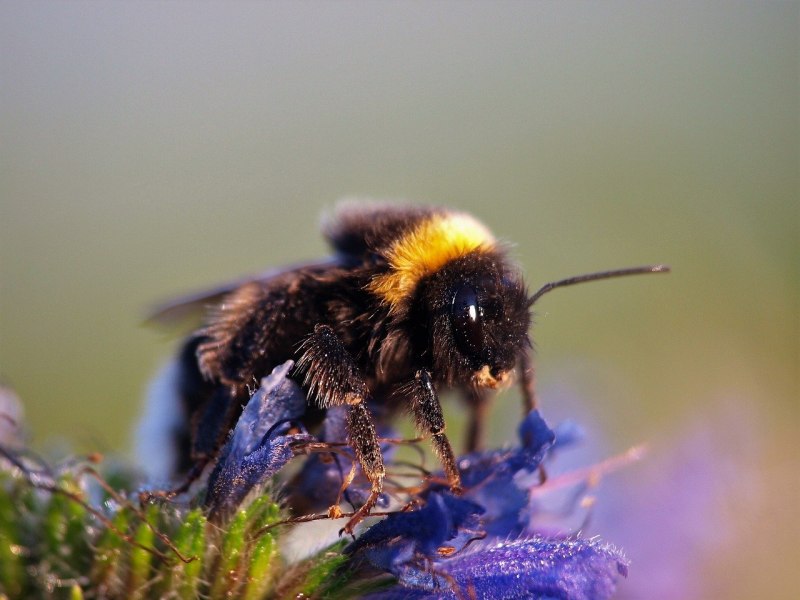 Bombus mesomelas