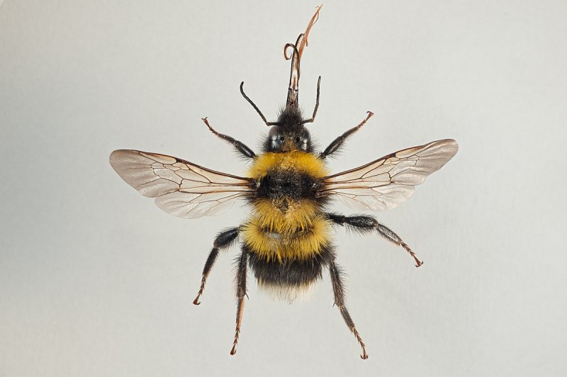 Bombus ruderatus