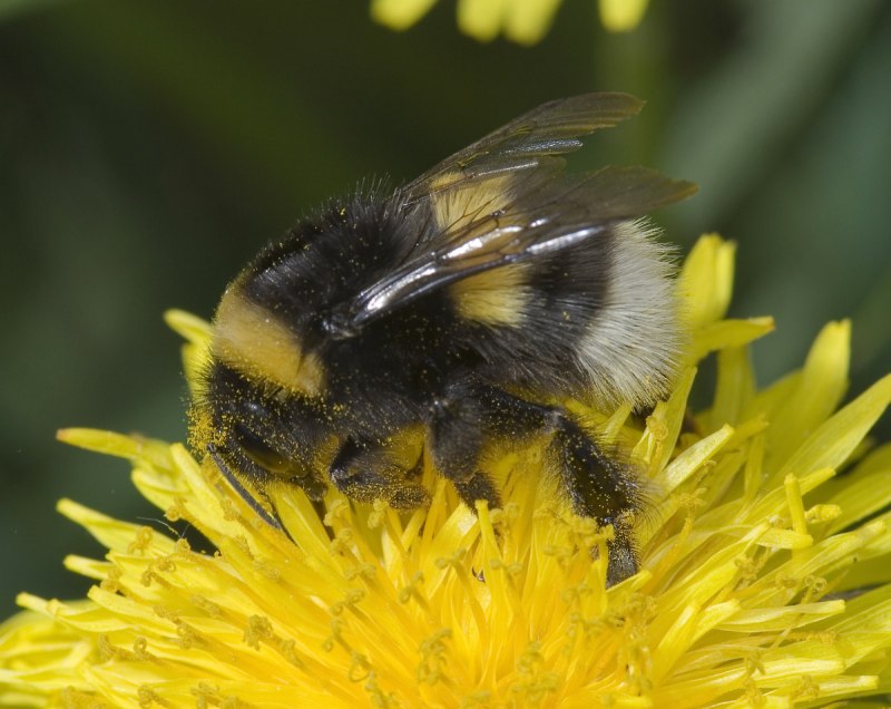 Bombus Bombus Шмель