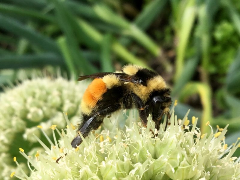 Bombus muscorum