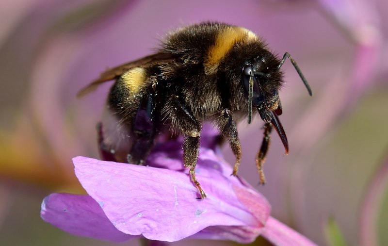 Bombus lucorum подрод