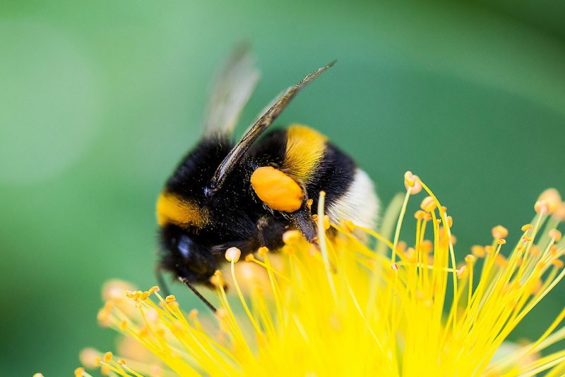 Шмель Шренка – Bombus schrencki