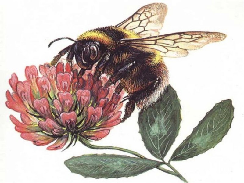 Bombus terrestris жало