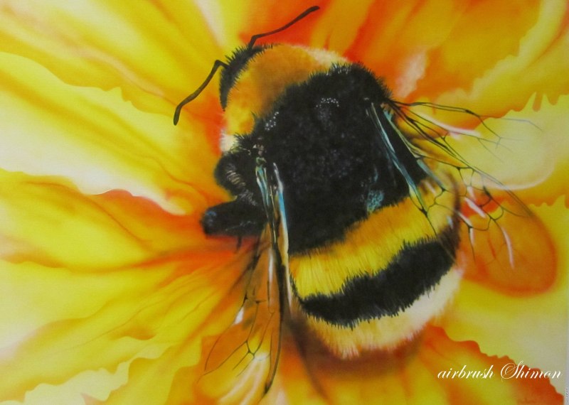 Bombus hortorum