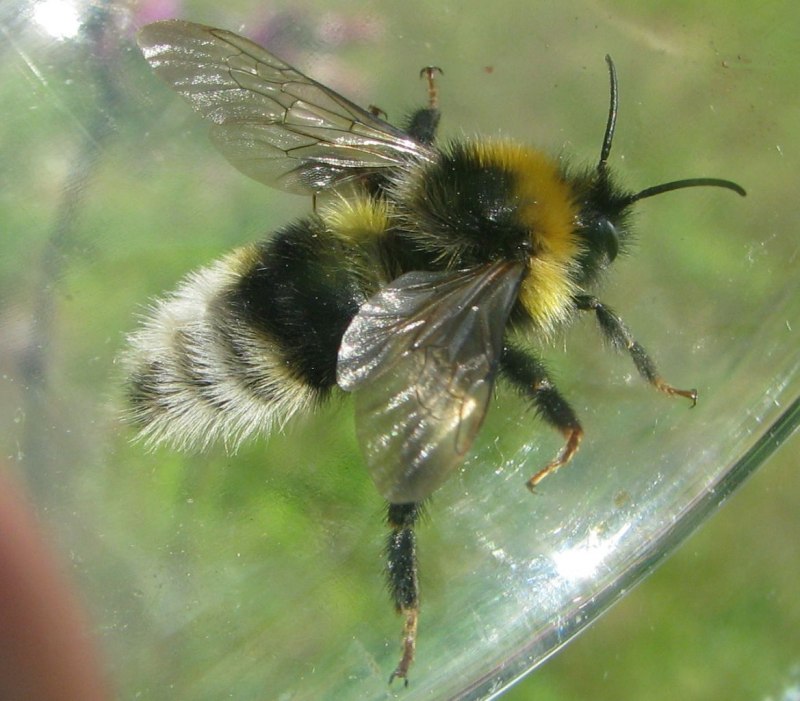 Шмель Зихеля Bombus sichelii