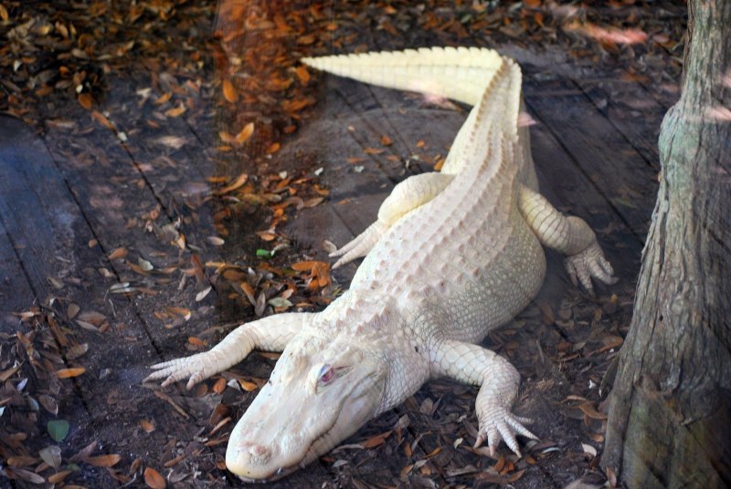 Альбино Аллигатор (Albino Alligator) 1996