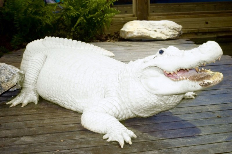 Альбино Аллигатор (Albino Alligator) 1996
