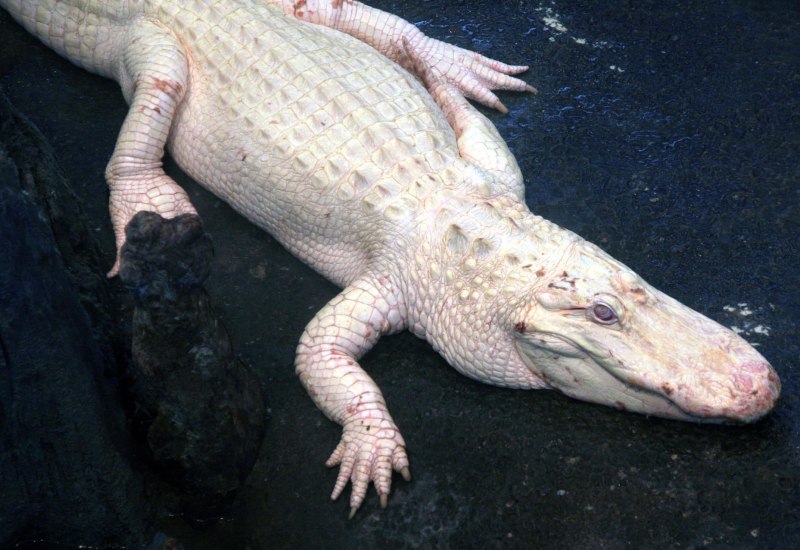 Альбино Аллигатор (Albino Alligator) 1996