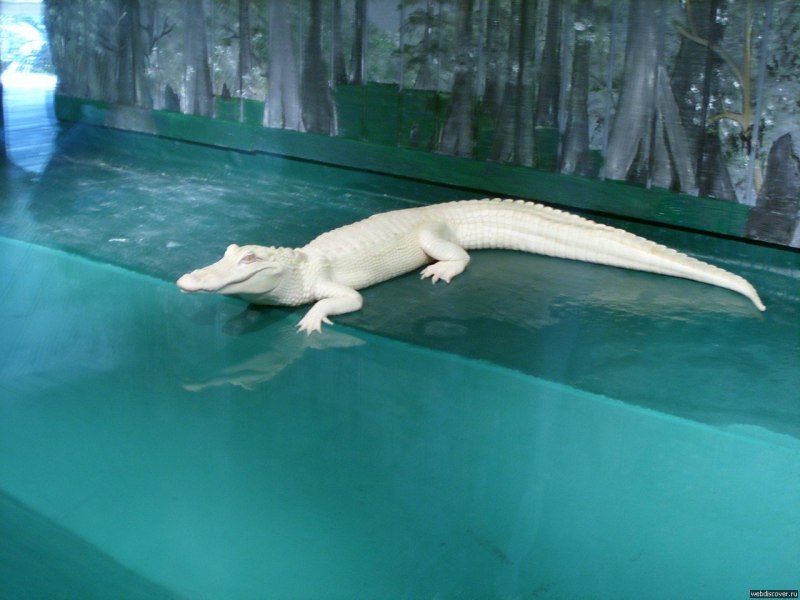 Альбино Аллигатор (Albino Alligator) 1996