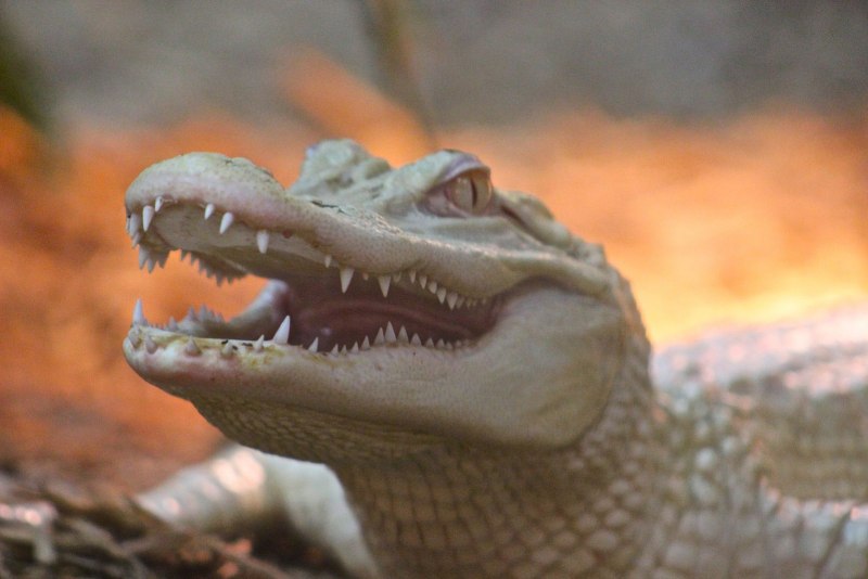 Альбино Аллигатор (Albino Alligator) 1996