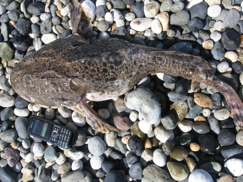 Бычок ГОЛОВАЧ черное море