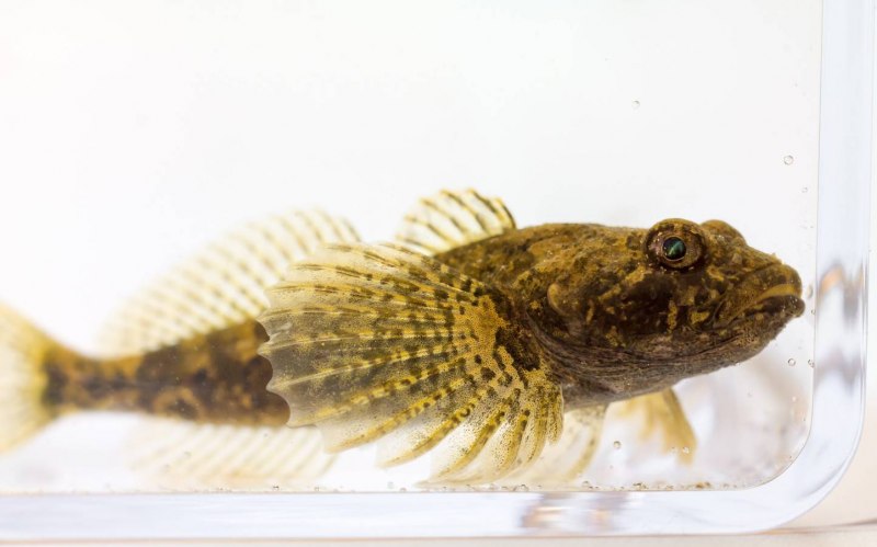 Murray Cod