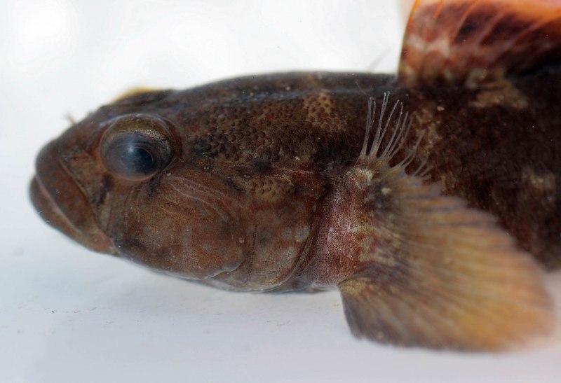 Mesogobius batrachocephalus
