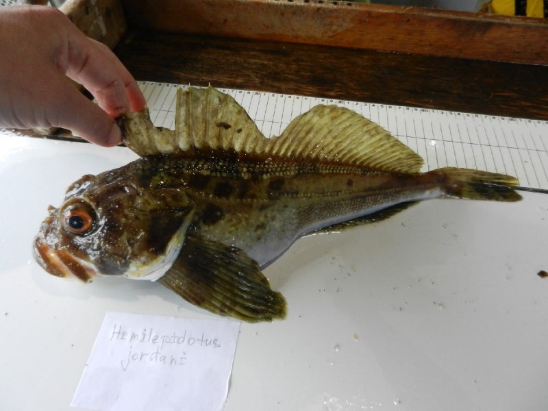 Колибри Androdon aequatorialis
