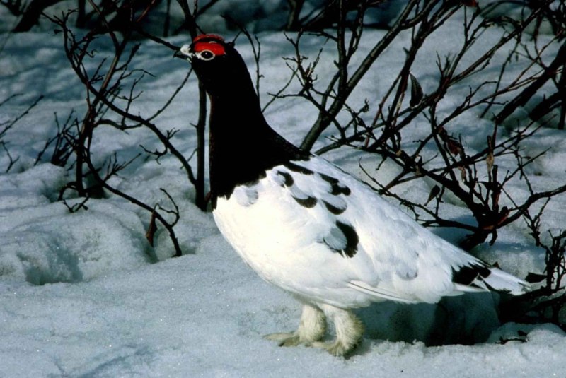 Рябчик и куропатка