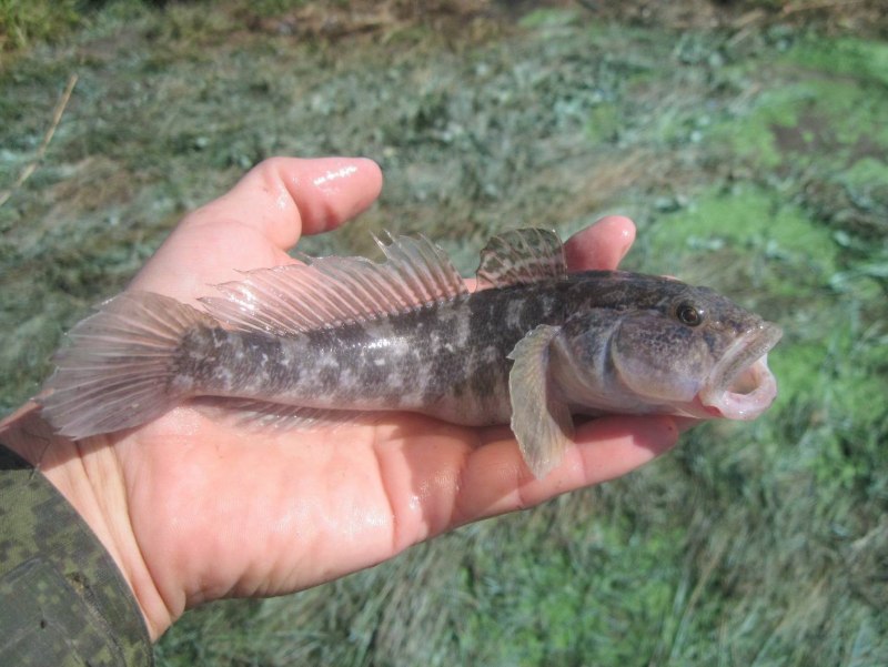 Бычок мартовик черное море