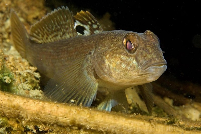 Бычок-кругляк (Neogobius melanostomus)