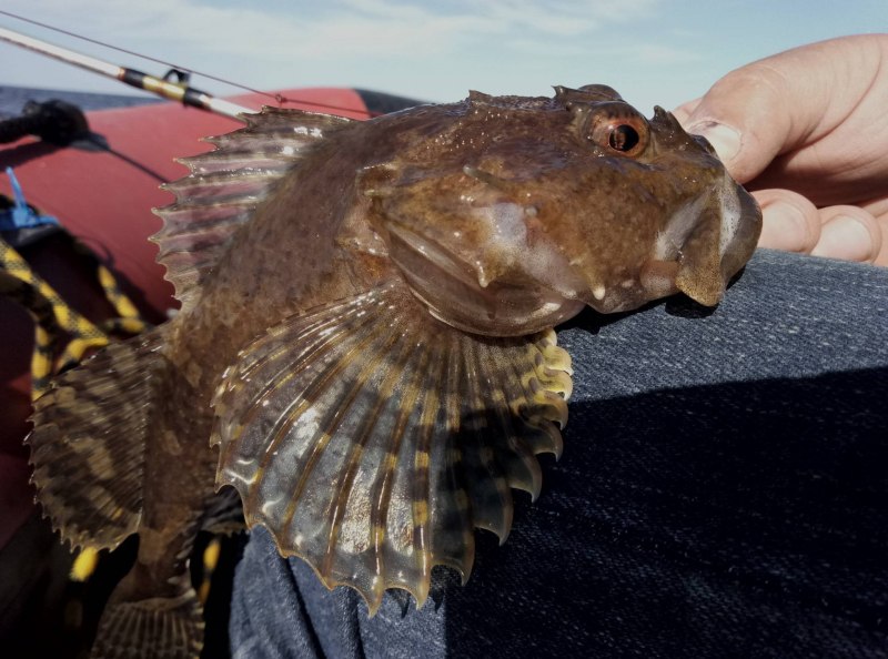Бычок-кругляк (Neogobius melanostomus)