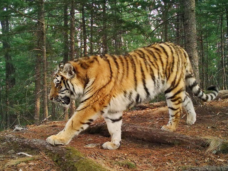 Тигр Дальневосточный Амурский