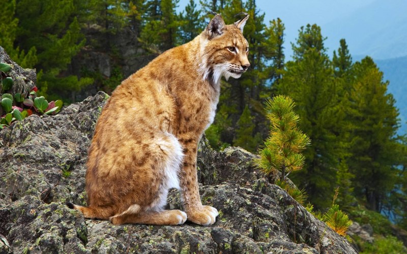Уссурийская Тайга Амурский тигр