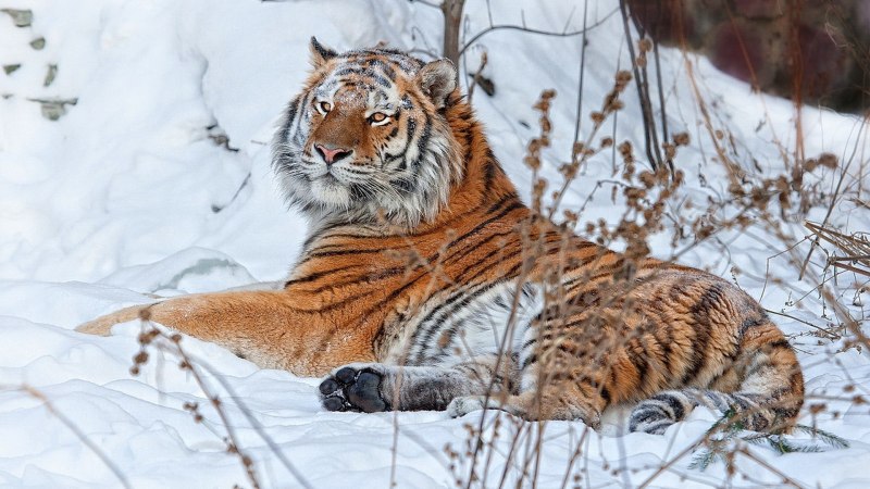 Уссурийский тигр Приморский край