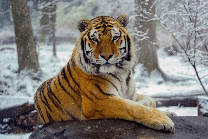 Большехехцирский заповедник Амурский тигр