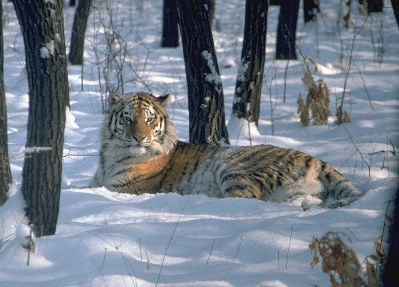 Амурский тигр в тайге