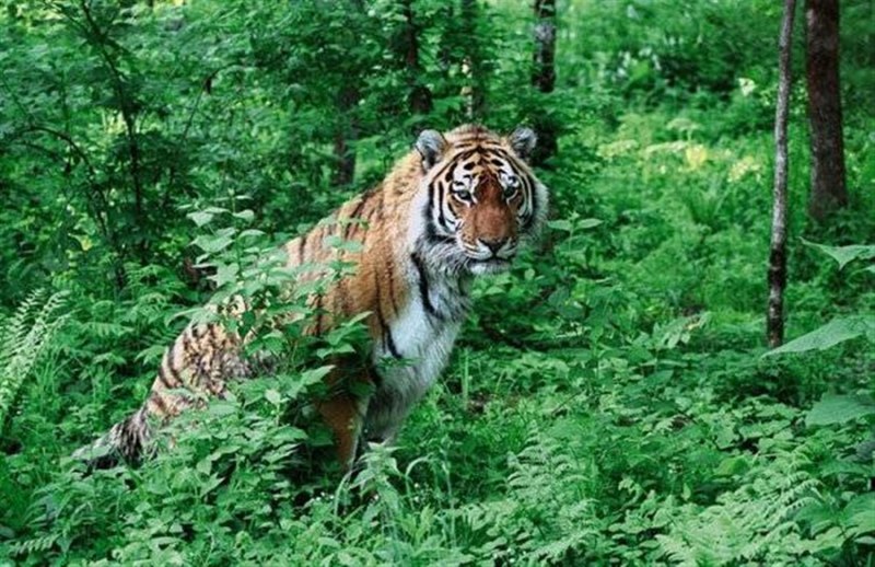 Уссурийский заповедник Амурский тигр