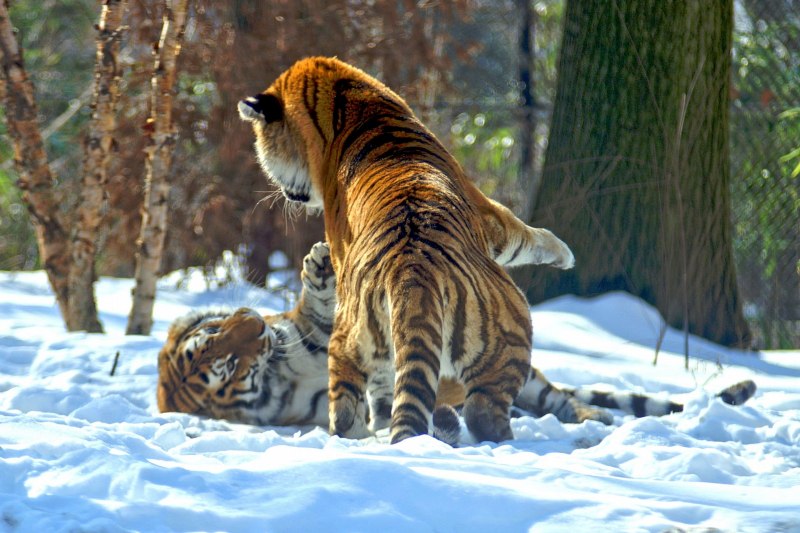 Амурский тигр Panthera Tigris altaica