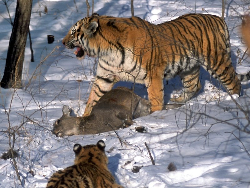 Дальневосточный Амурский Лесной кот
